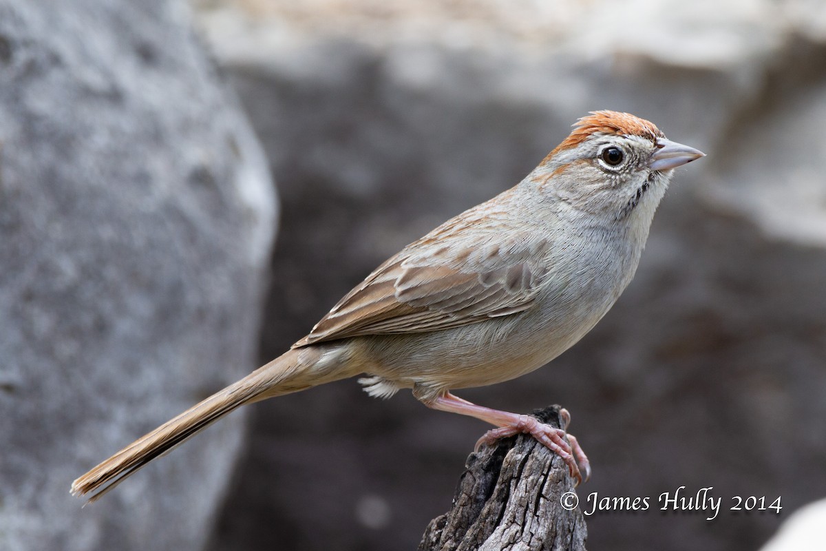 Rufous-crowned Sparrow - ML643997175