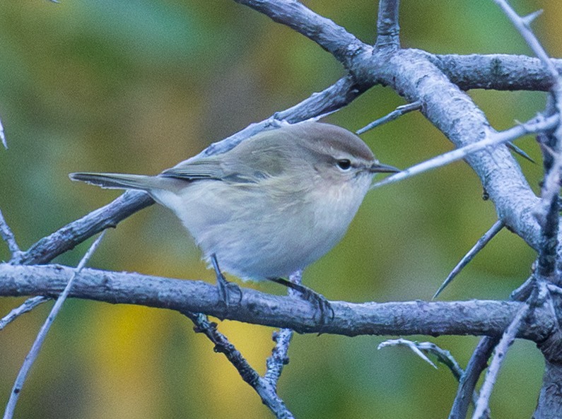 Mountain Chiffchaff (Caucasian) - ML643997179