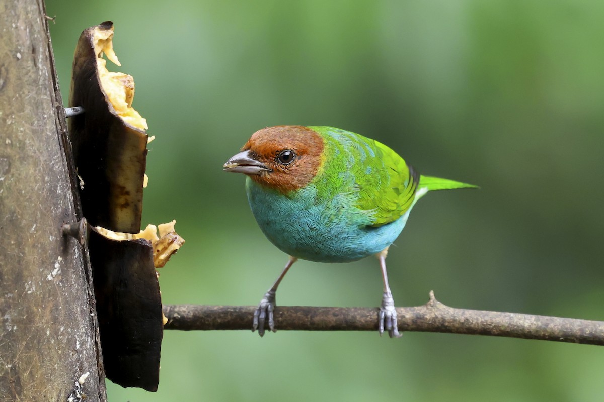 Bay-headed Tanager - ML643997201
