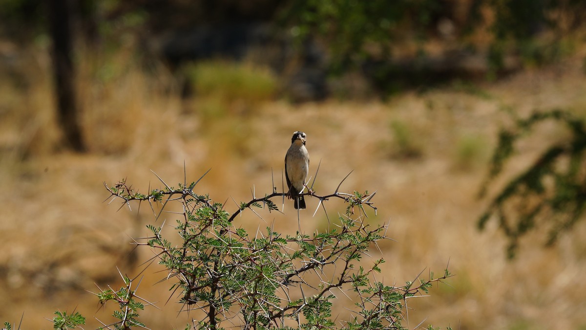 Weißbrauenweber - ML643997207