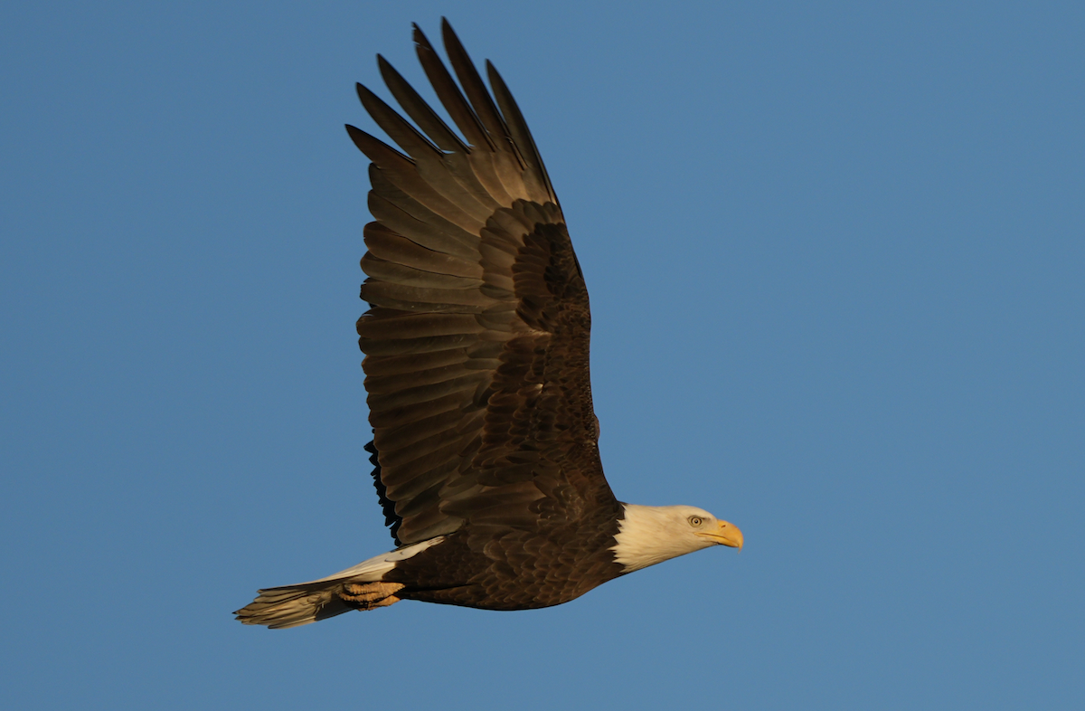 Bald Eagle - ML643997216