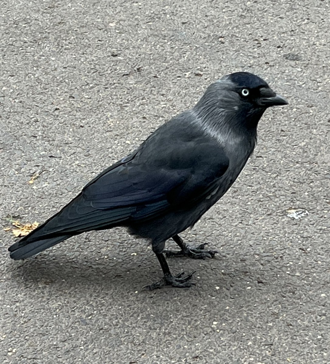 Choucas des tours - ML643997220