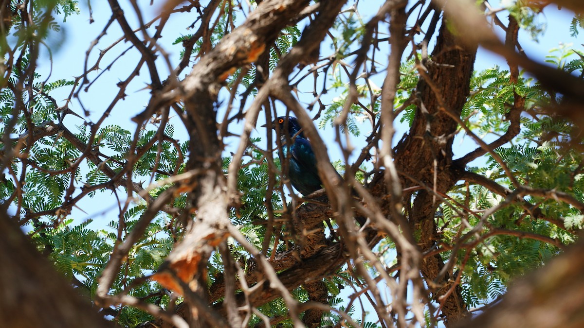 Cape Starling - ML643997231