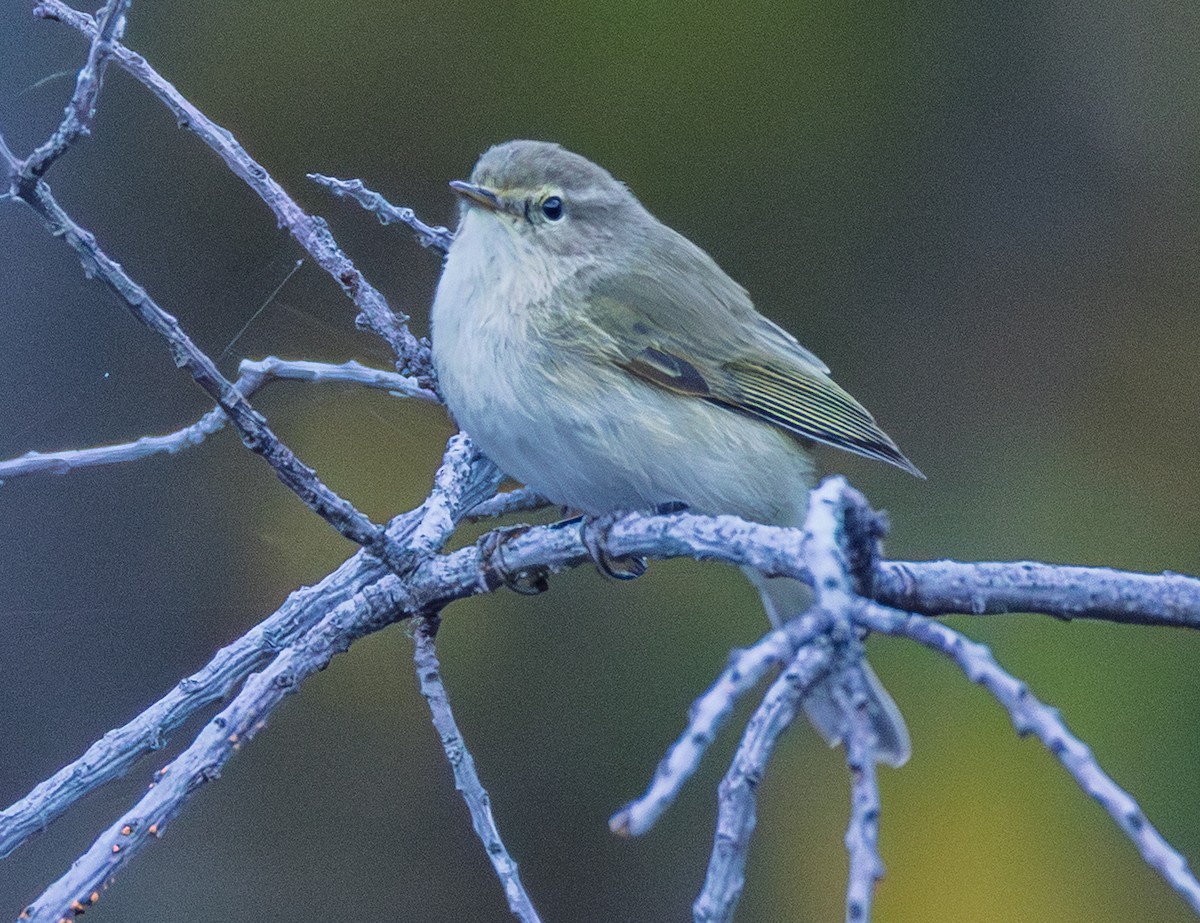Common Chiffchaff - ML643997237