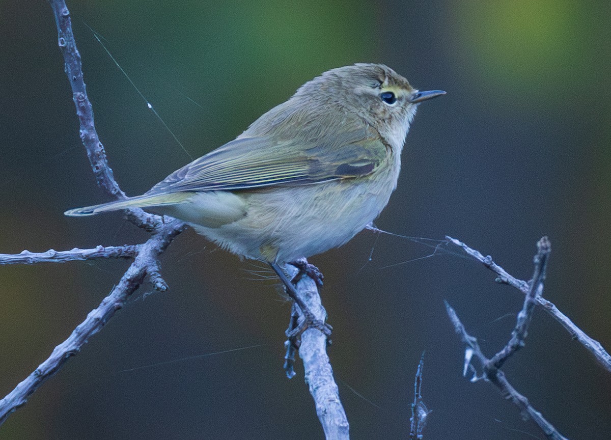 Common Chiffchaff - ML643997238