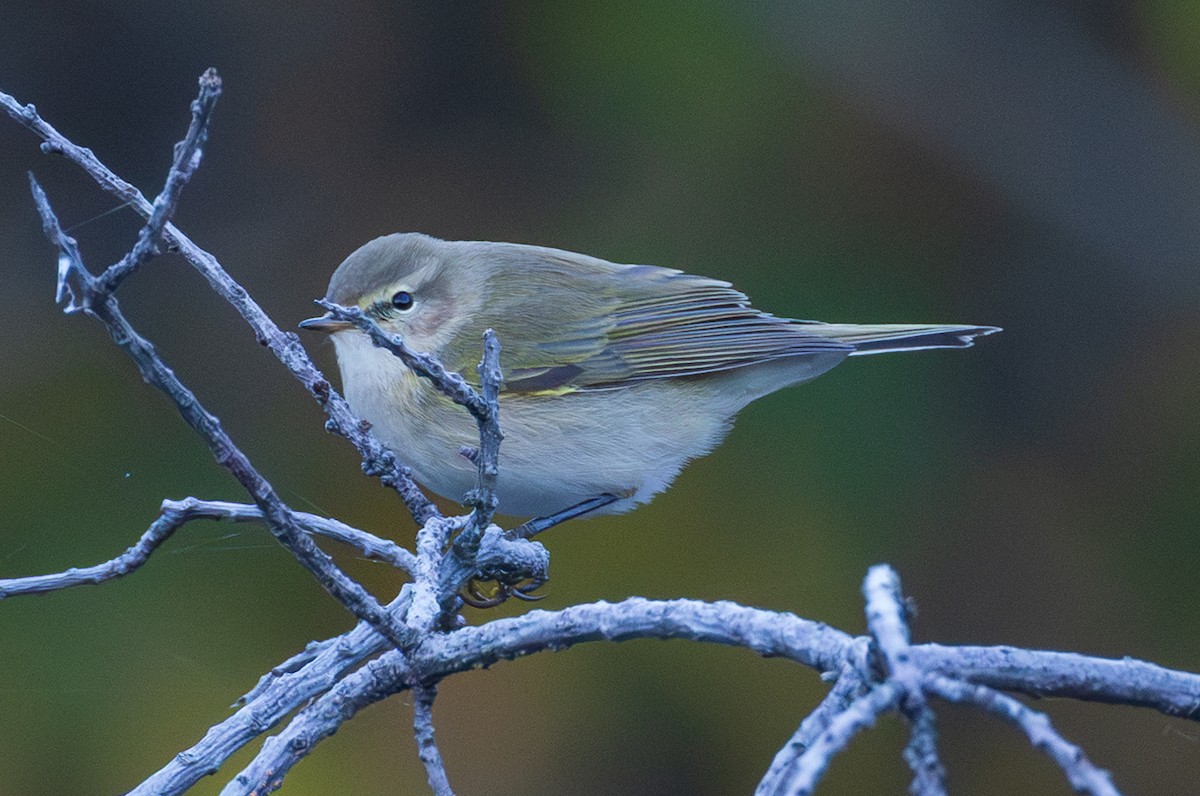 Mountain Chiffchaff (Caucasian) - ML643997239