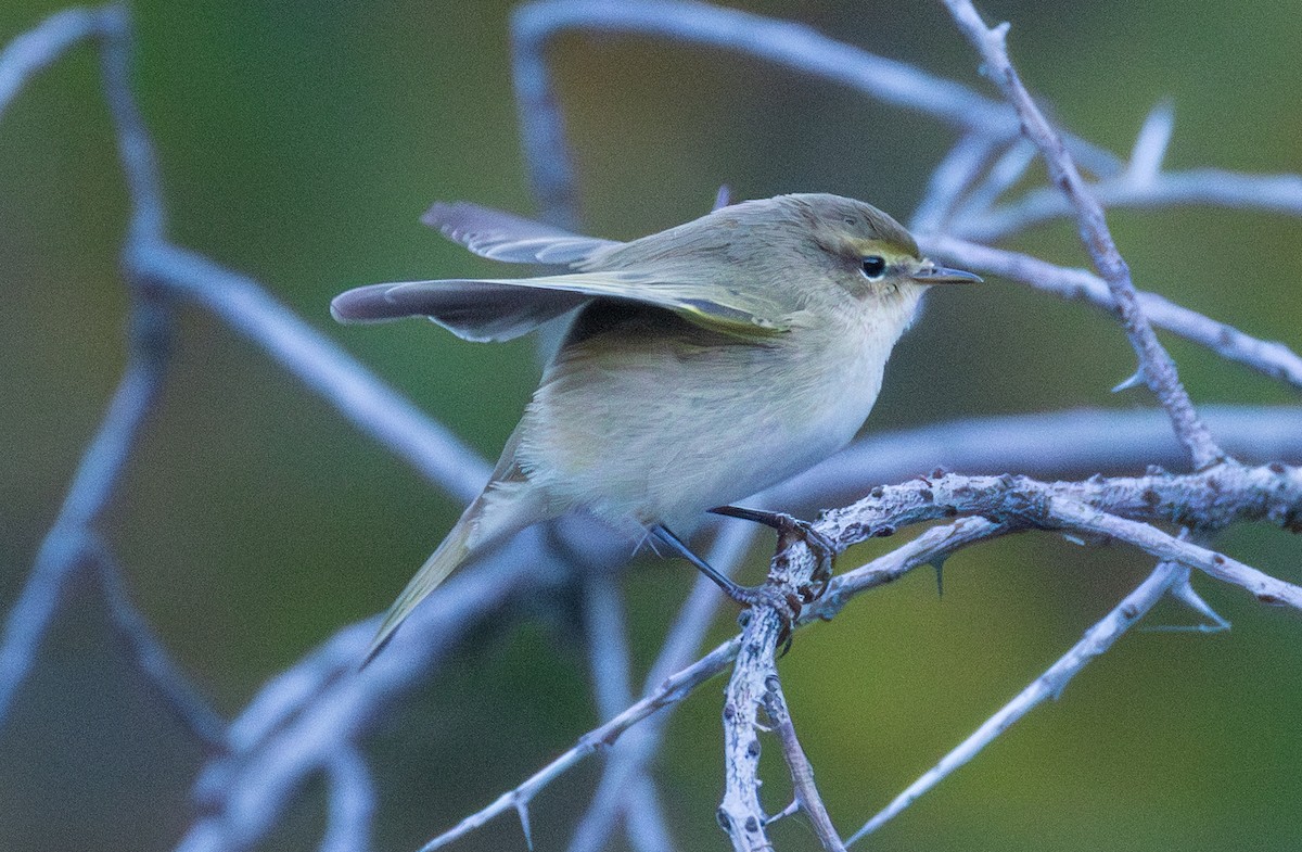 Common Chiffchaff - ML643997240