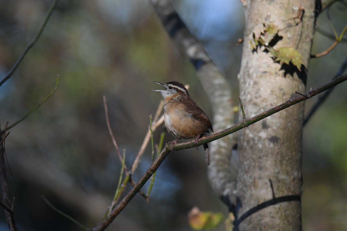 Karolina Çıtkuşu - ML643997242