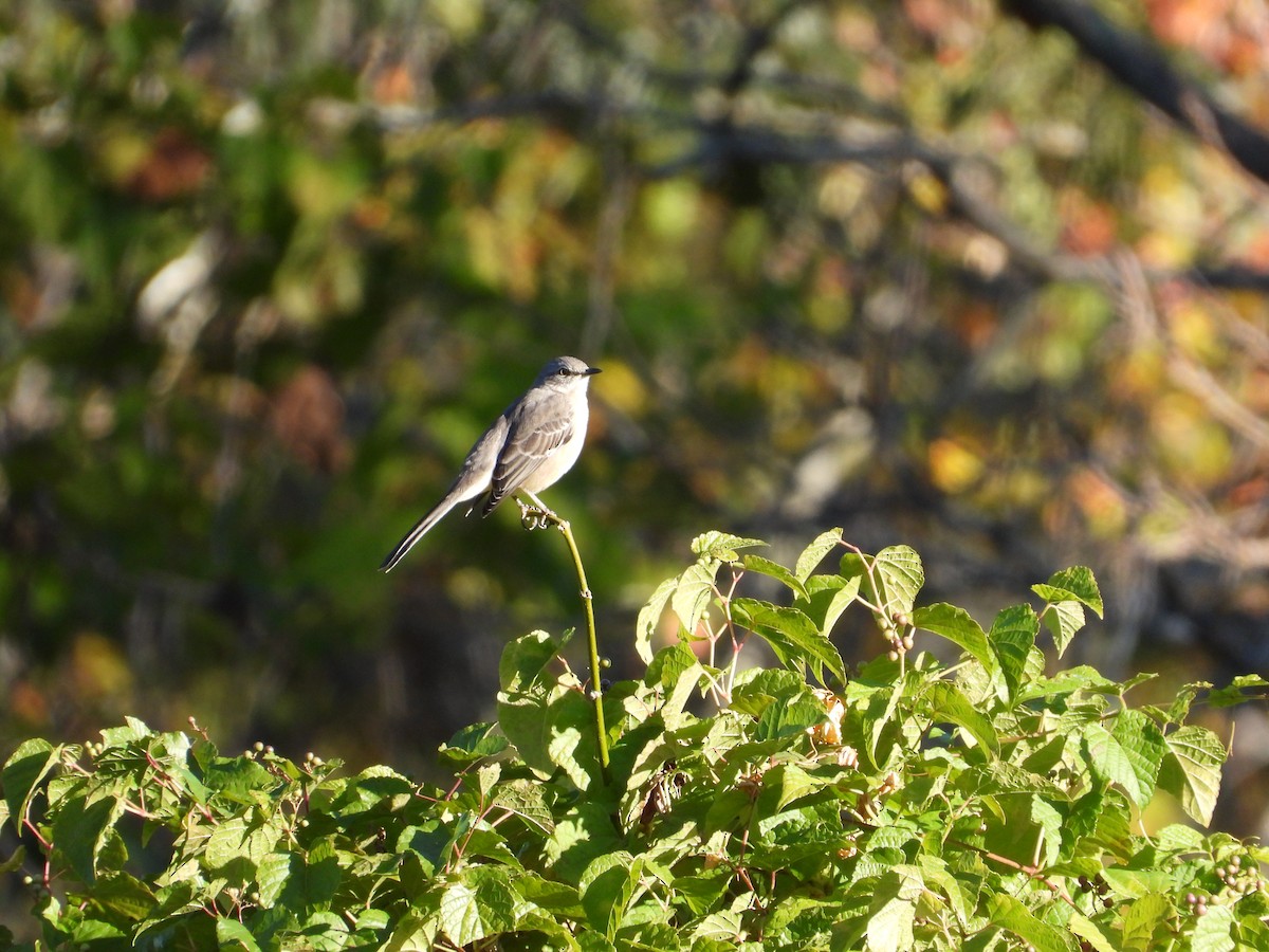 Kuzeyli Taklitçi - ML643997266