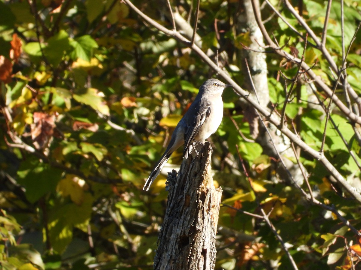 Kuzeyli Taklitçi - ML643997267