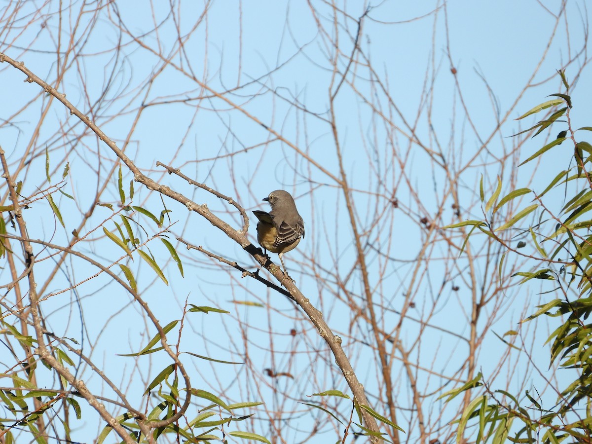 Kuzeyli Taklitçi - ML643997268