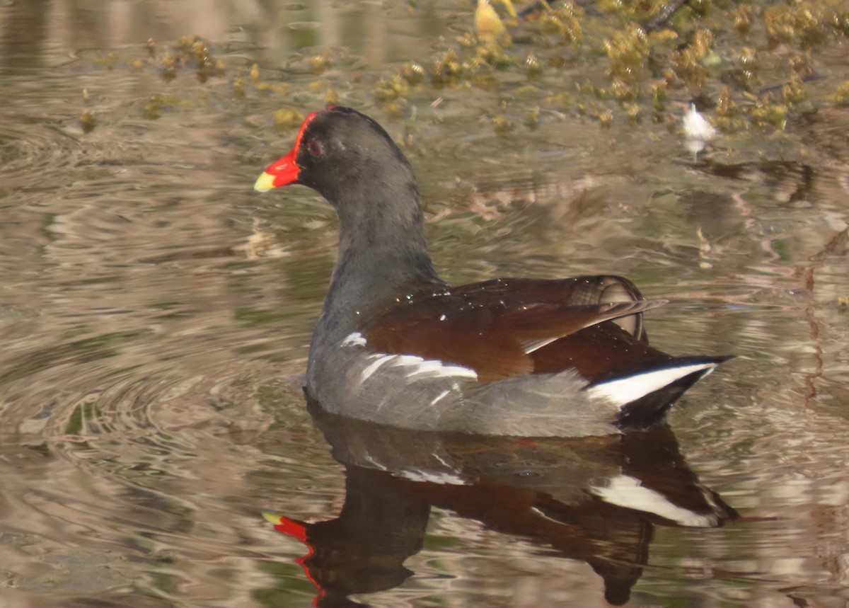 アメリカバン - ML643997280