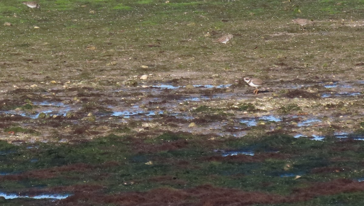 ミズカキチドリ - ML643997291