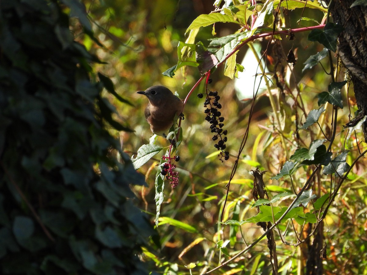 Doğulu Mavi Ardıç - ML643997294