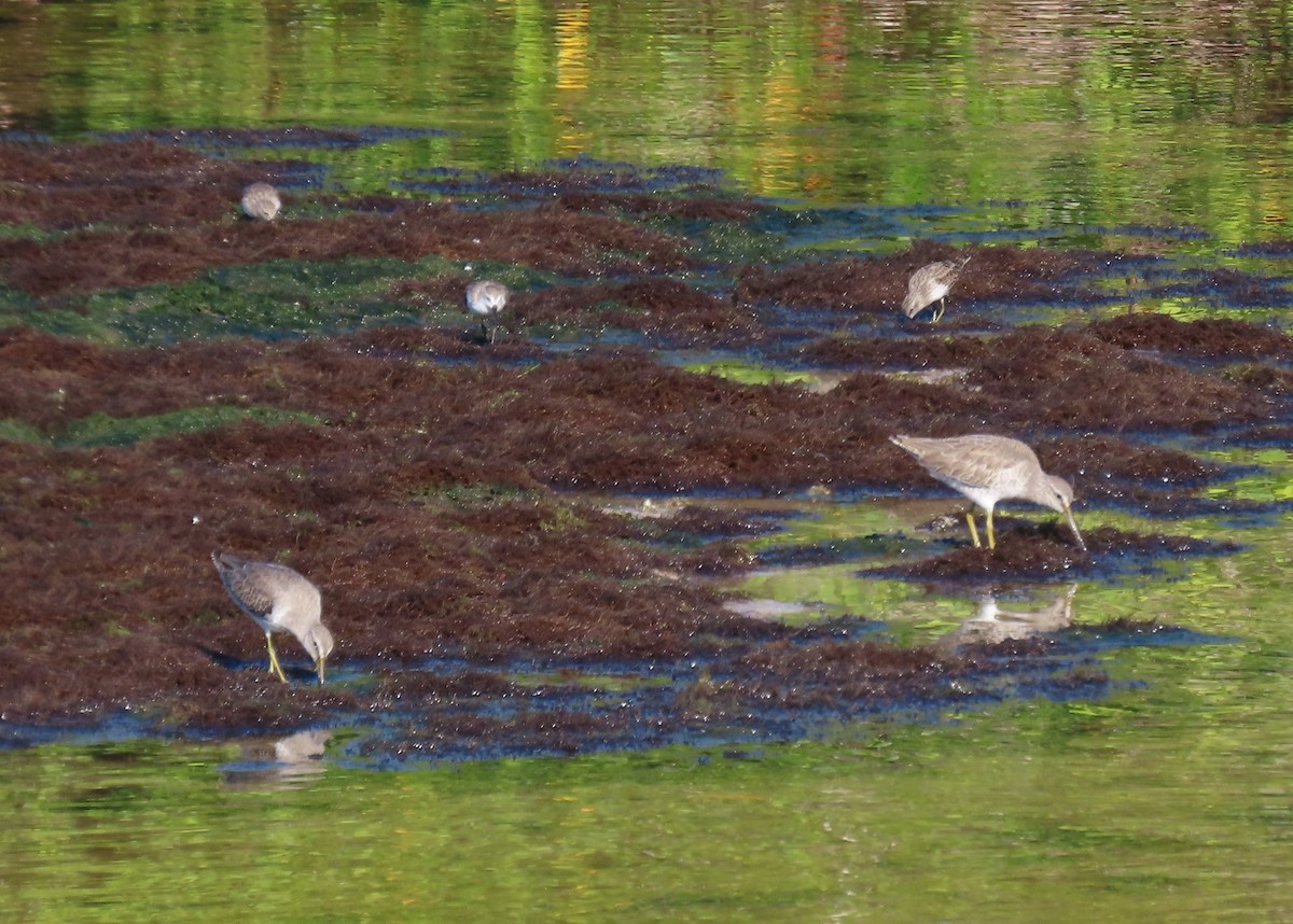 アメリカオオハシシギ - ML643997297