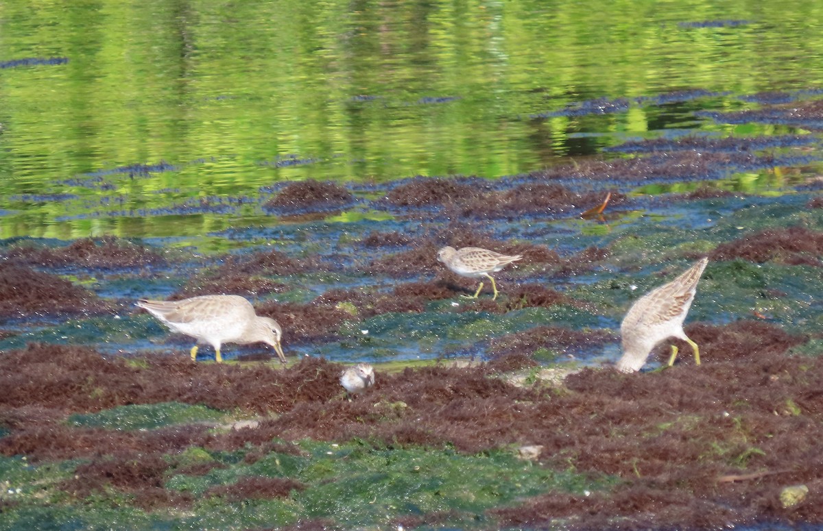 アメリカオオハシシギ - ML643997299