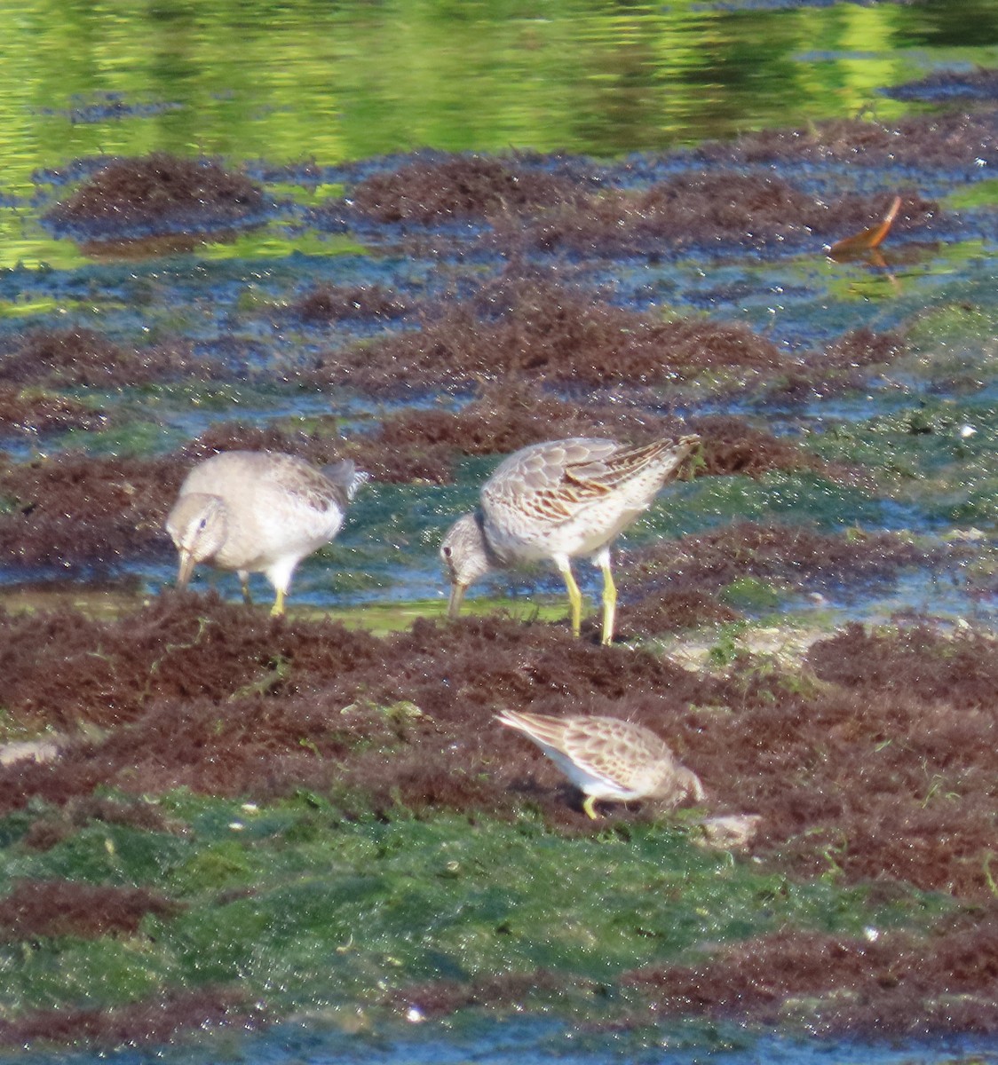 アメリカオオハシシギ - ML643997303