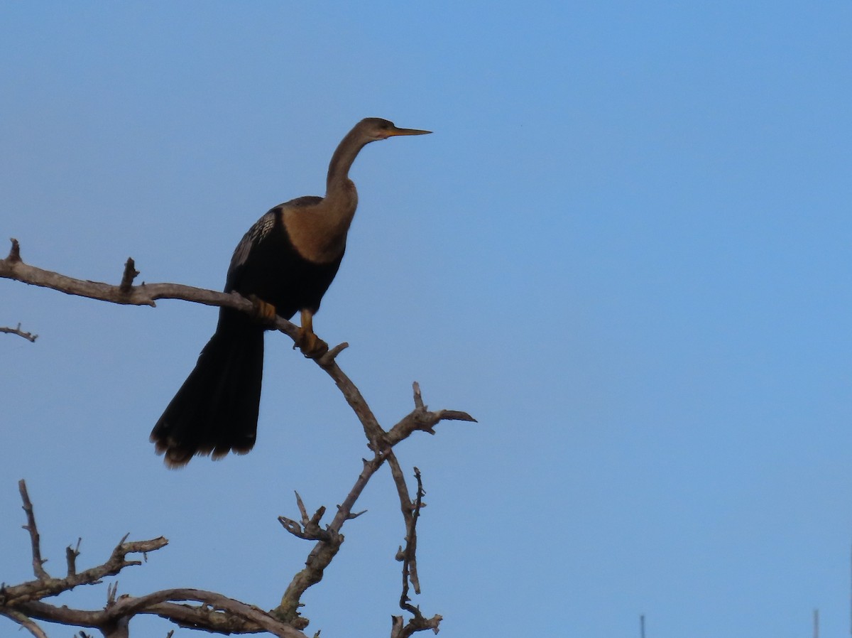 アメリカヘビウ - ML643997311