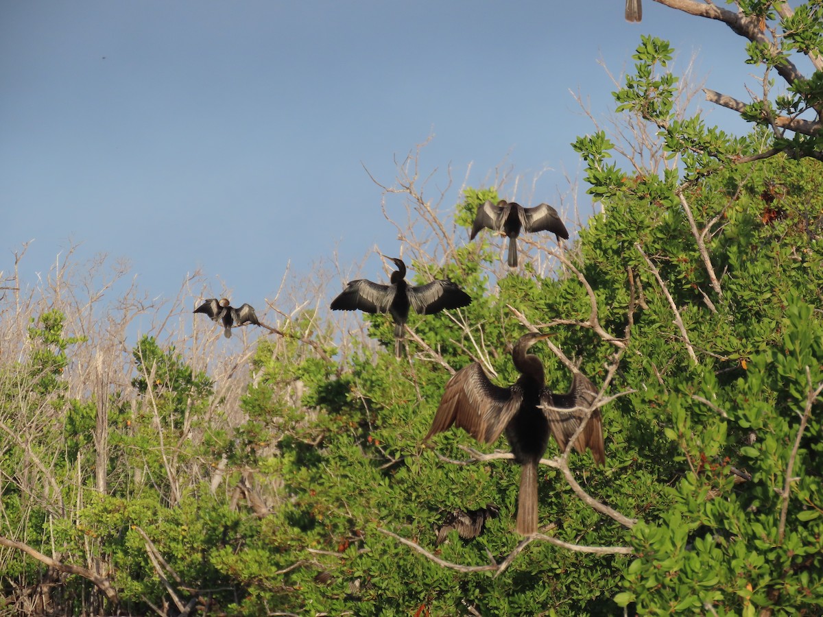 アメリカヘビウ - ML643997314