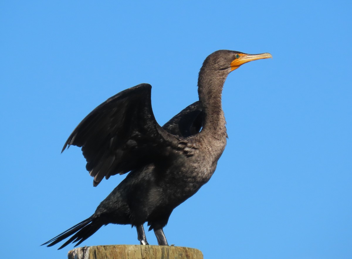 ミミヒメウ - ML643997321