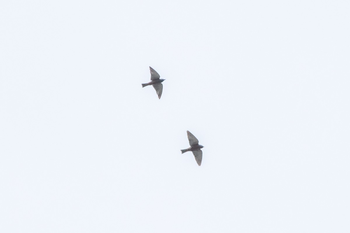 White-browed Woodswallow - ML643997324