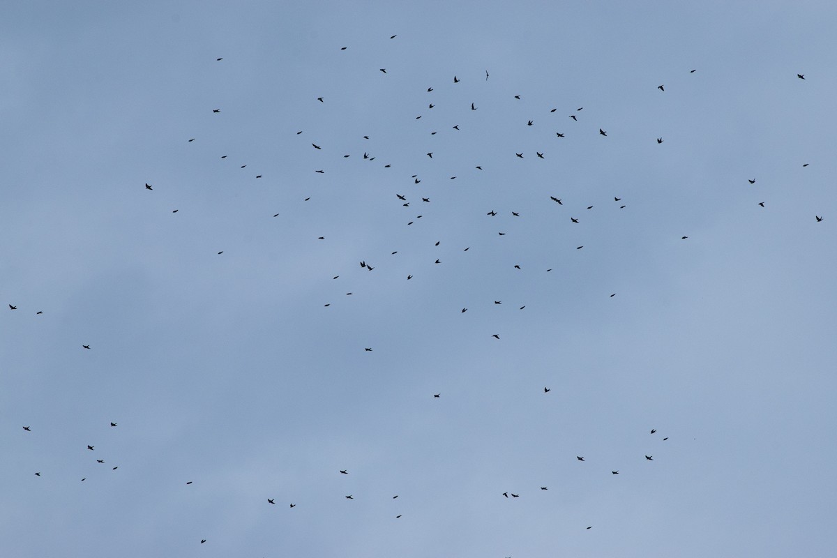 White-browed Woodswallow - ML643997325
