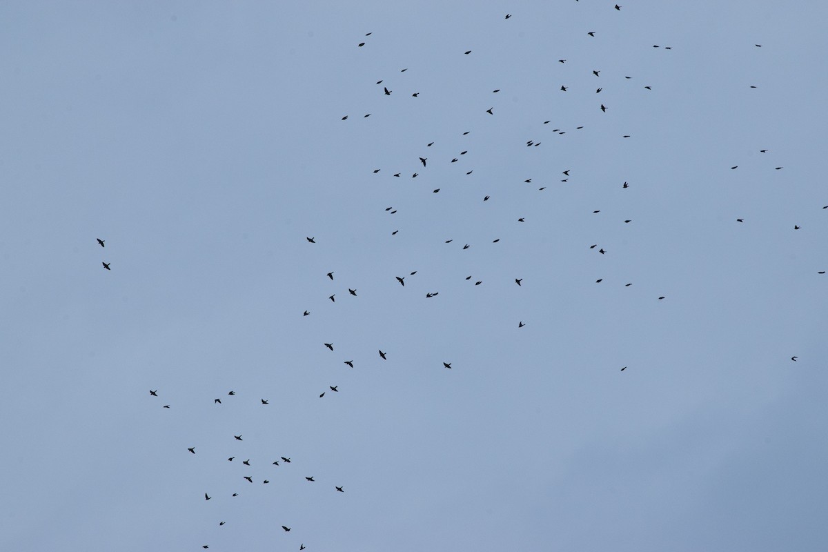 White-browed Woodswallow - ML643997327