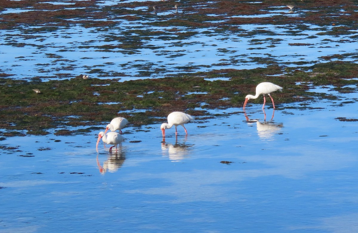 シロトキ - ML643997332