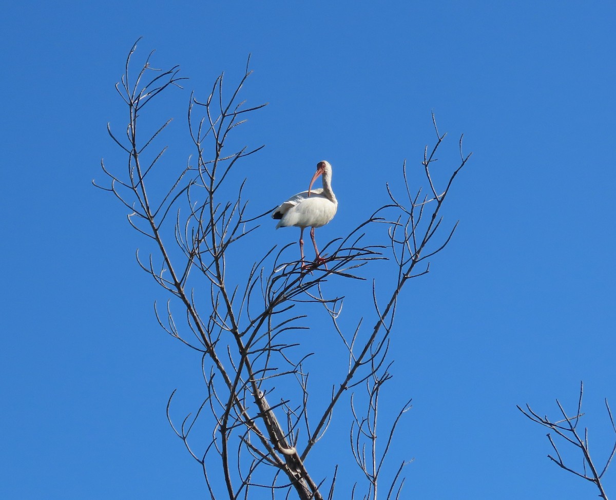 シロトキ - ML643997333