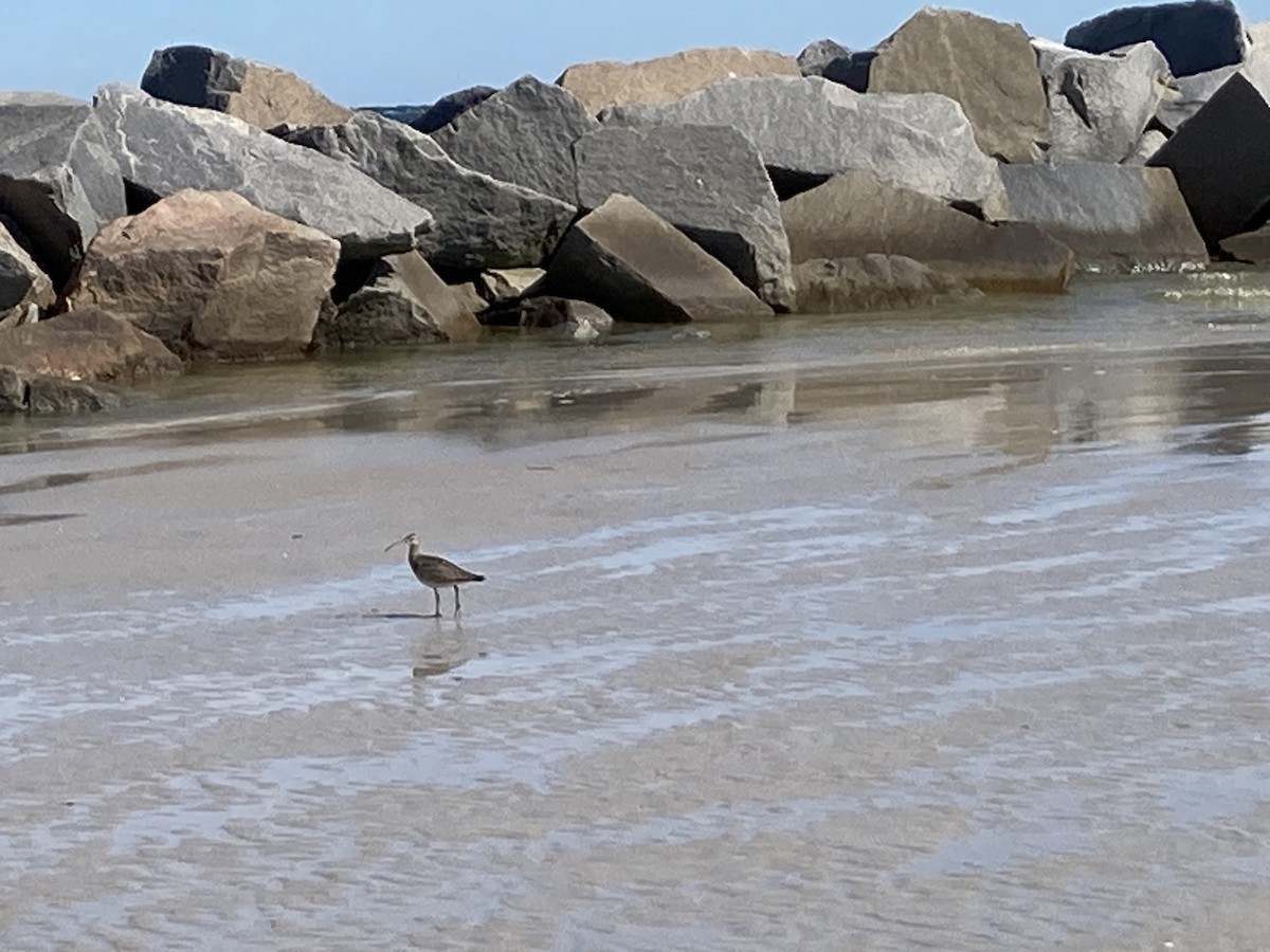 Hudsonian/Eurasian Whimbrel - ML643997334