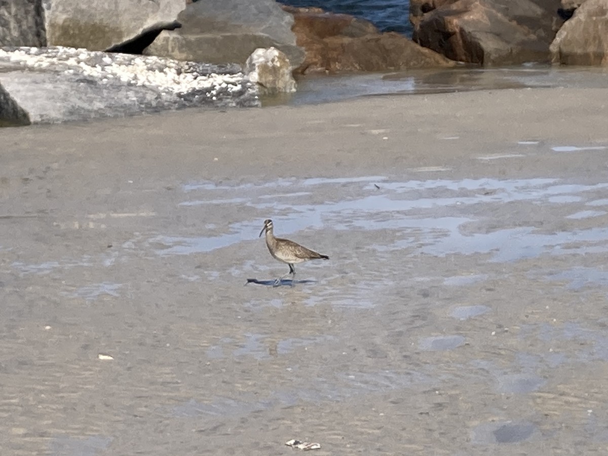 Hudsonian/Eurasian Whimbrel - ML643997335