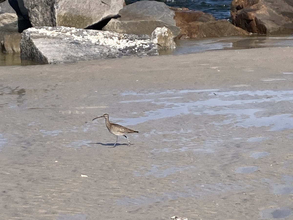 Hudsonian/Eurasian Whimbrel - ML643997336