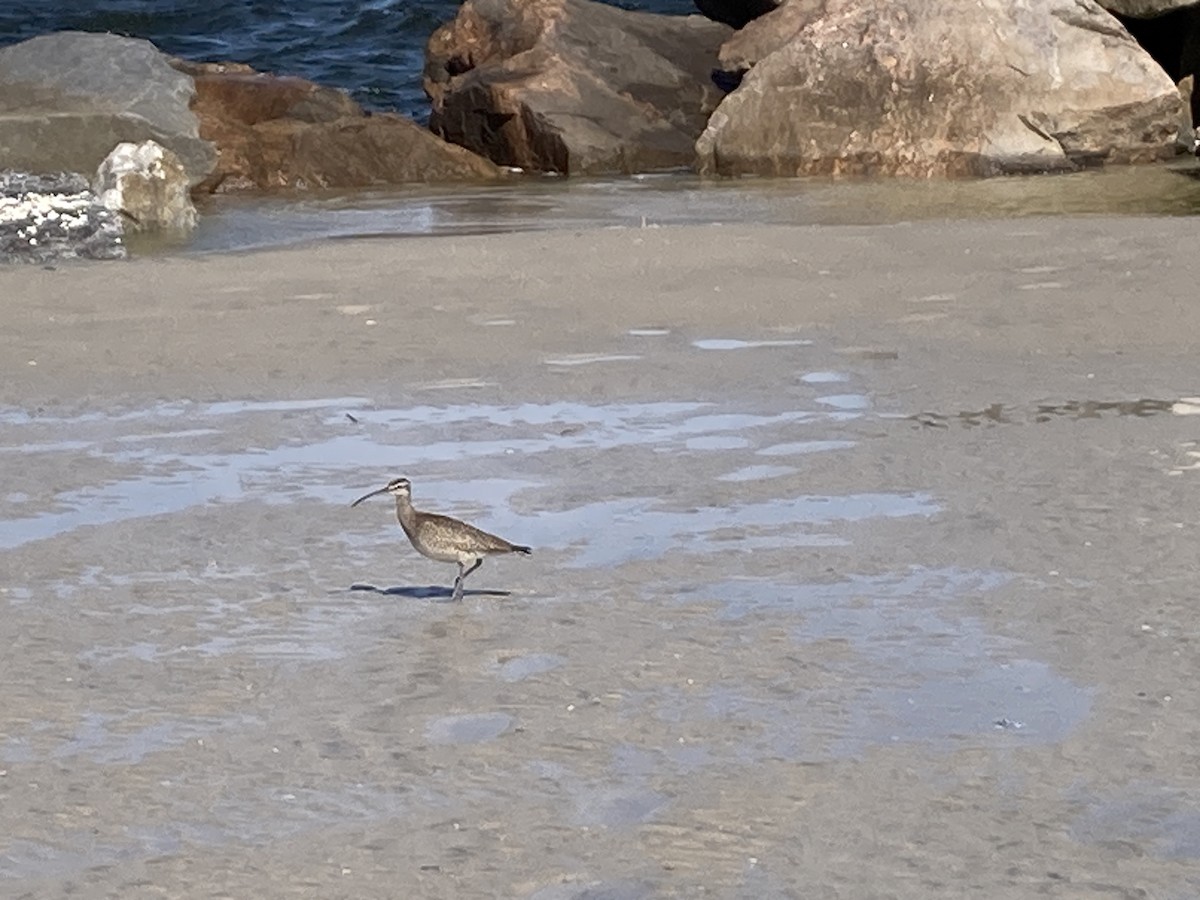 Hudsonian/Eurasian Whimbrel - ML643997337