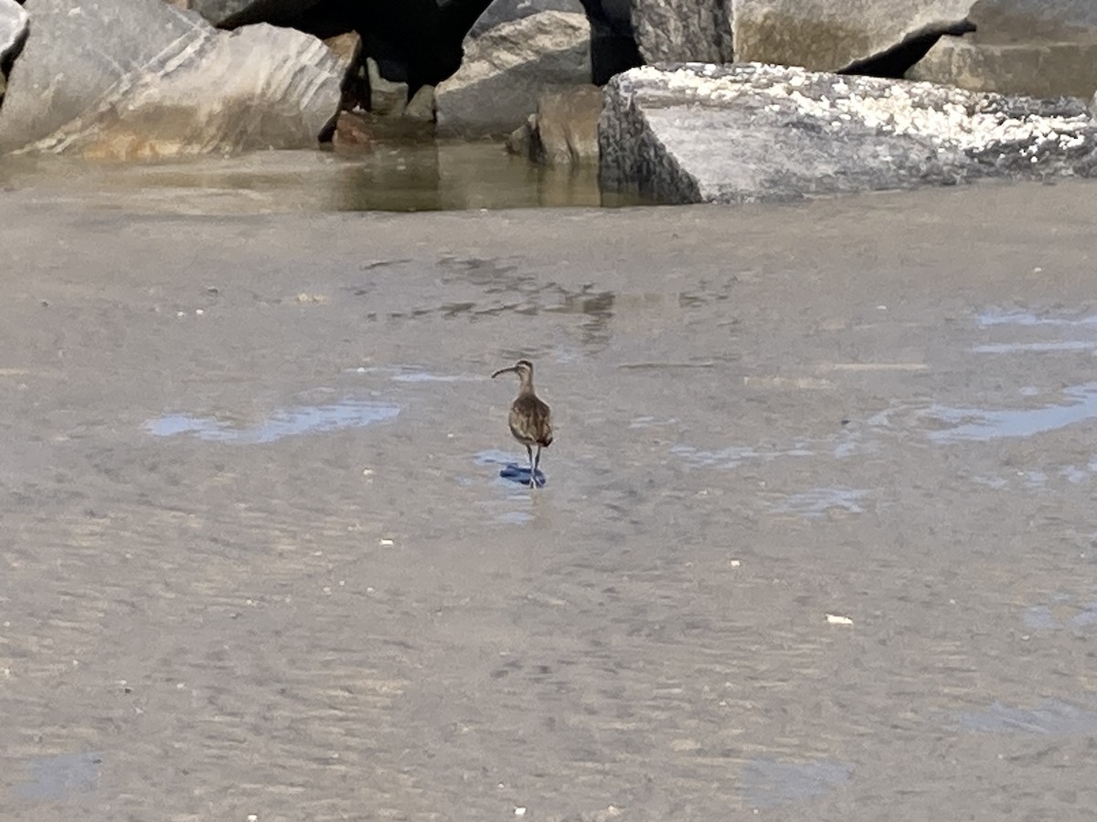 Hudsonian/Eurasian Whimbrel - ML643997338