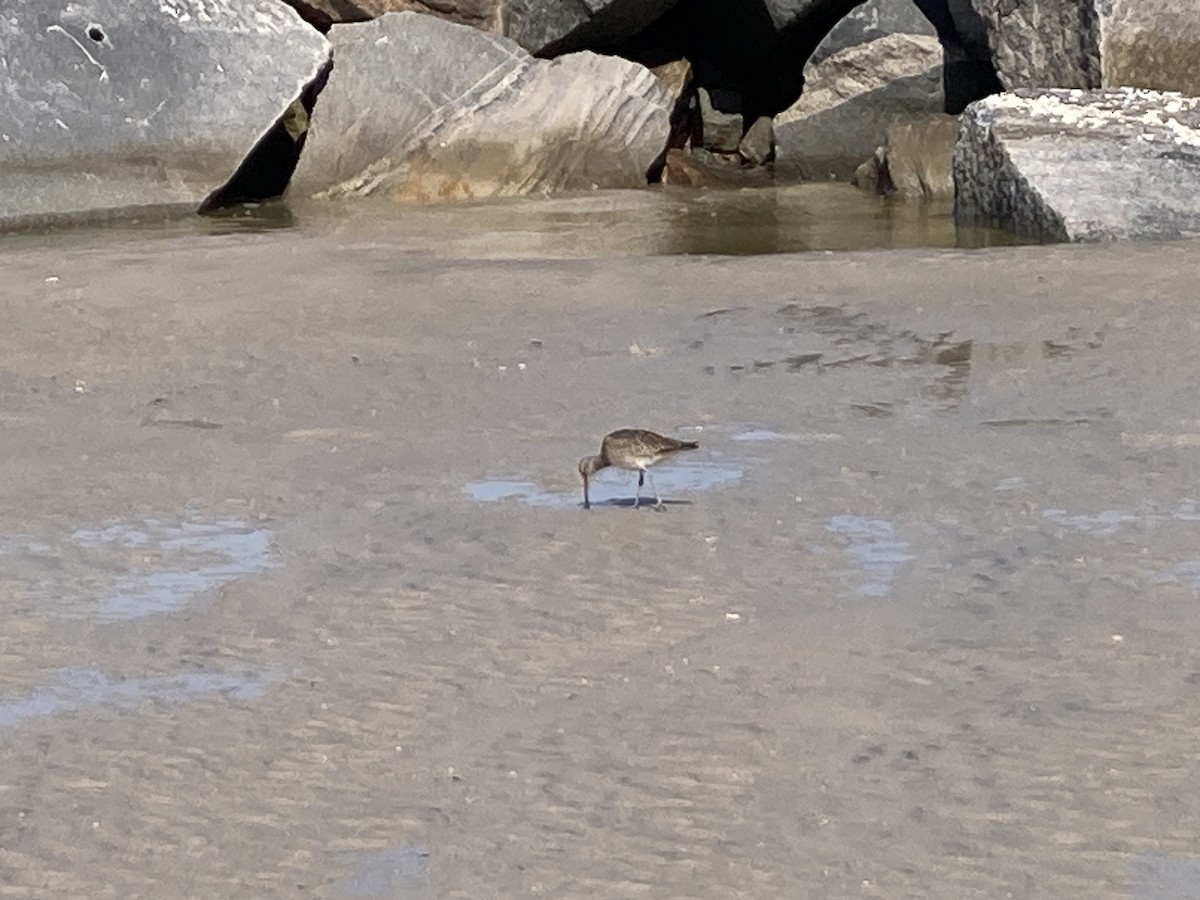 Hudsonian/Eurasian Whimbrel - ML643997339