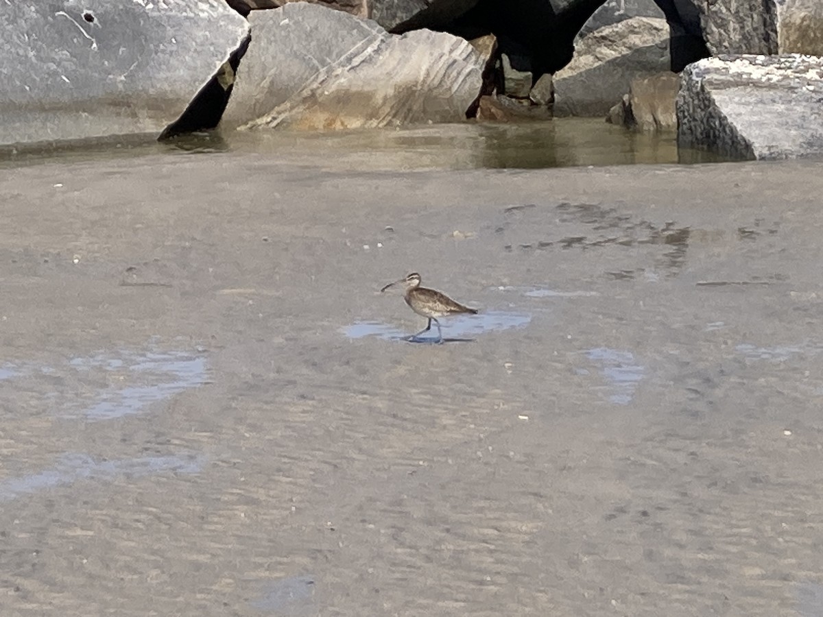Hudsonian/Eurasian Whimbrel - ML643997340