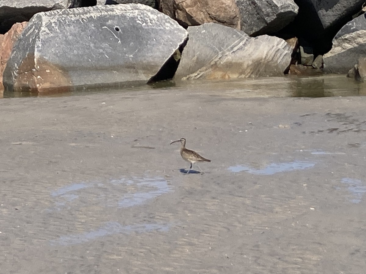 Hudsonian/Eurasian Whimbrel - ML643997341