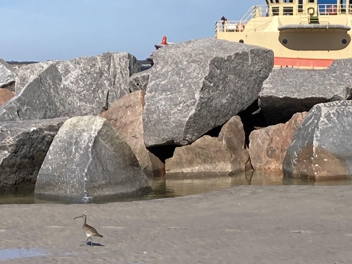 Hudsonian/Eurasian Whimbrel - ML643997343