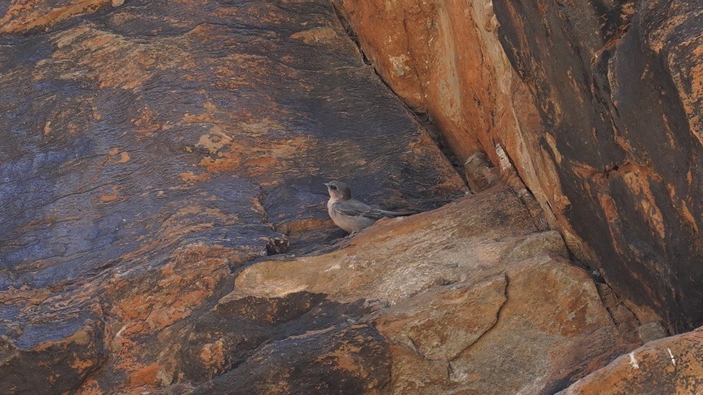 Southern Crag-Martin - ML643997351