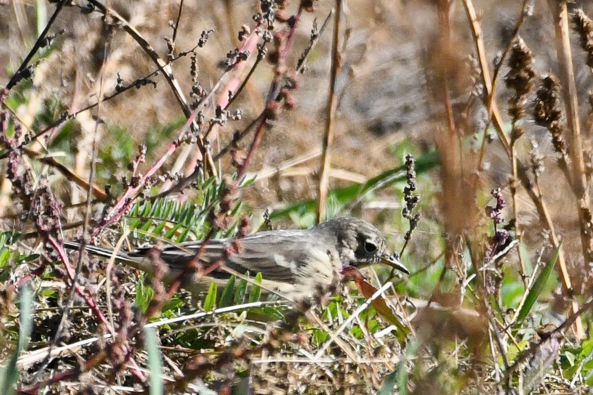 American Pipit - ML643997357