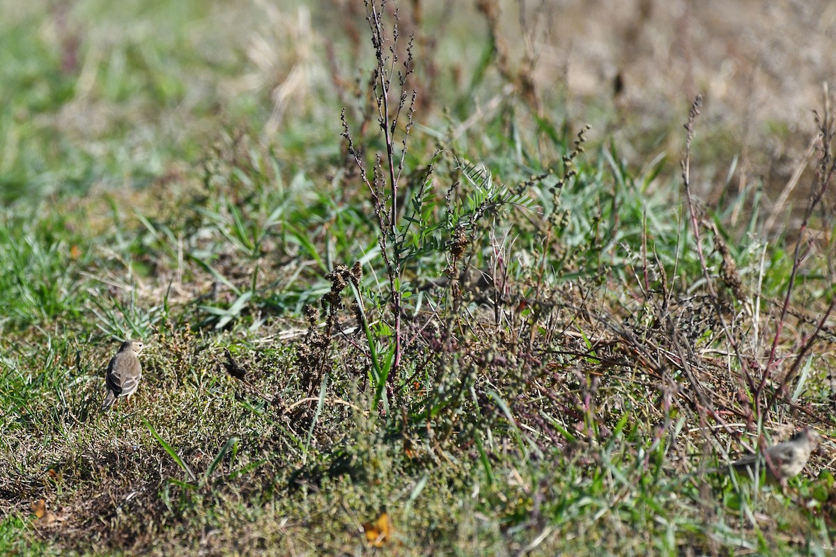 American Pipit - ML643997358
