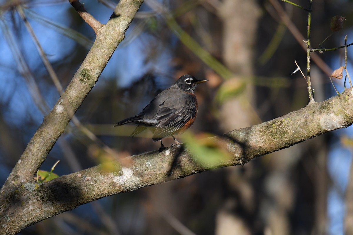 Göçmen Ardıç - ML643997359