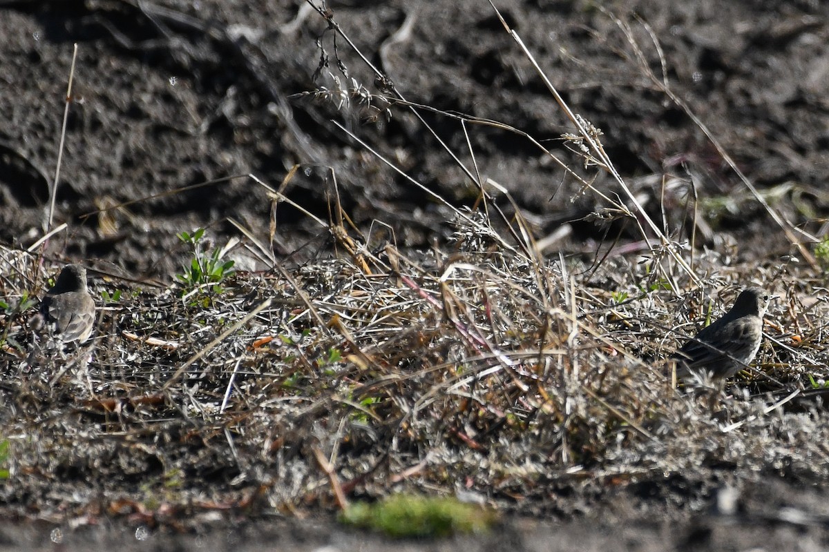 American Pipit - ML643997361
