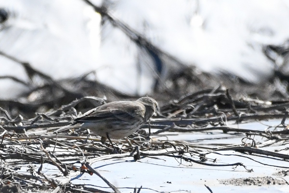 American Pipit - ML643997363