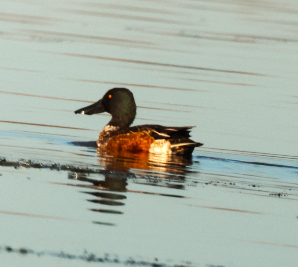 Canard souchet - ML643997364
