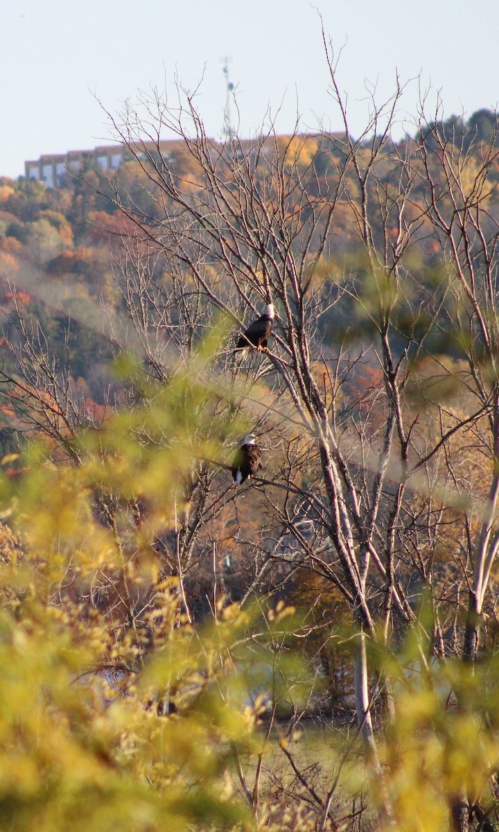 Bald Eagle - ML643997366