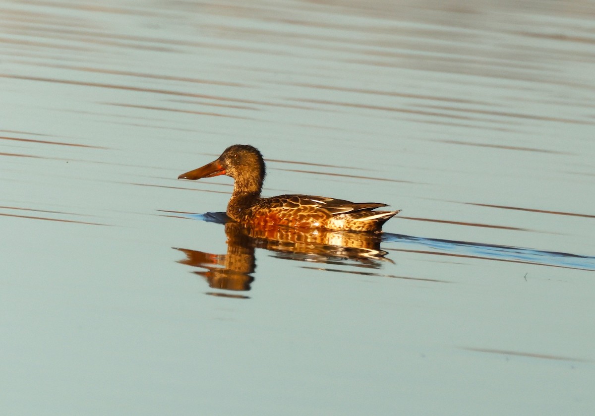 Canard souchet - ML643997370