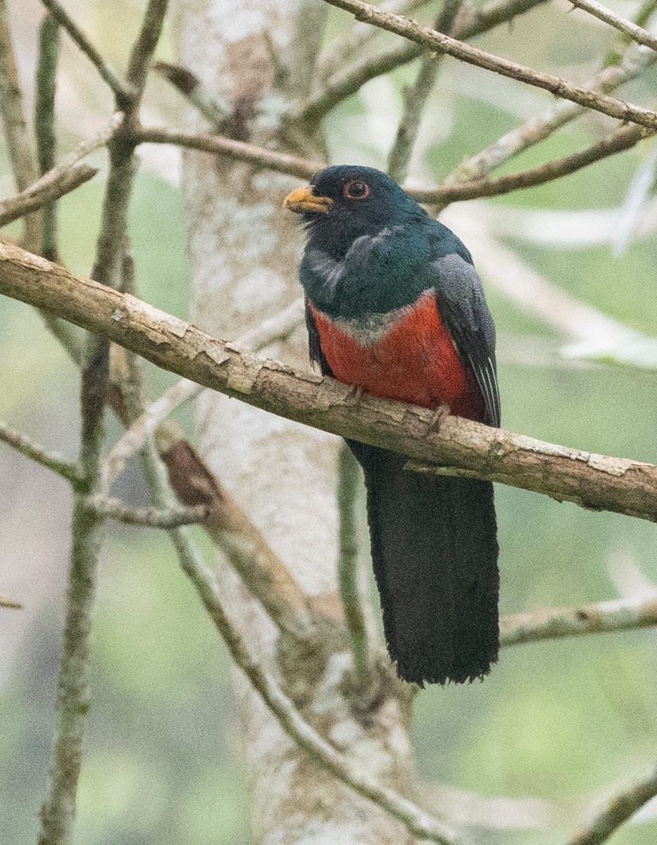 Black-tailed Trogon - ML643997372