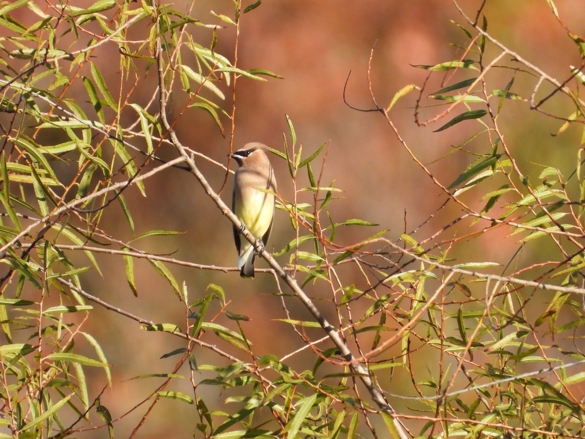 Sedir İpekkuyruğu - ML643997379