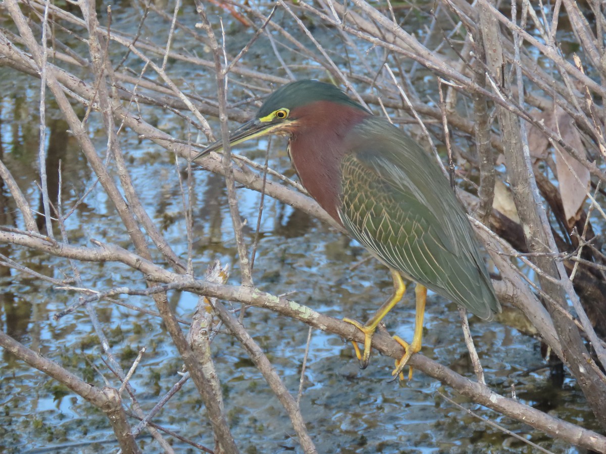 アメリカササゴイ - ML643997392